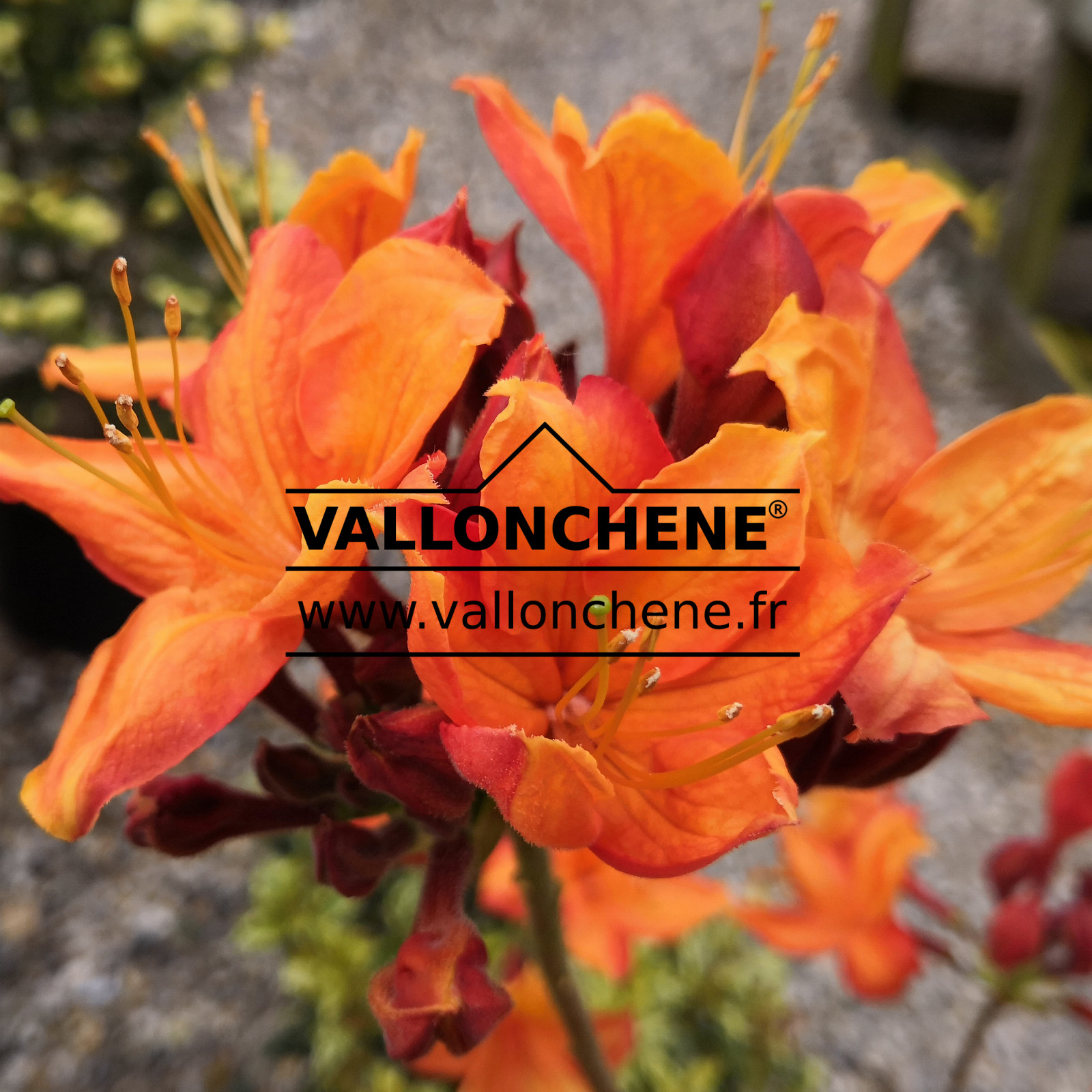 RHODODENDRON 'Glowing Embers' (Azalea) en Mai