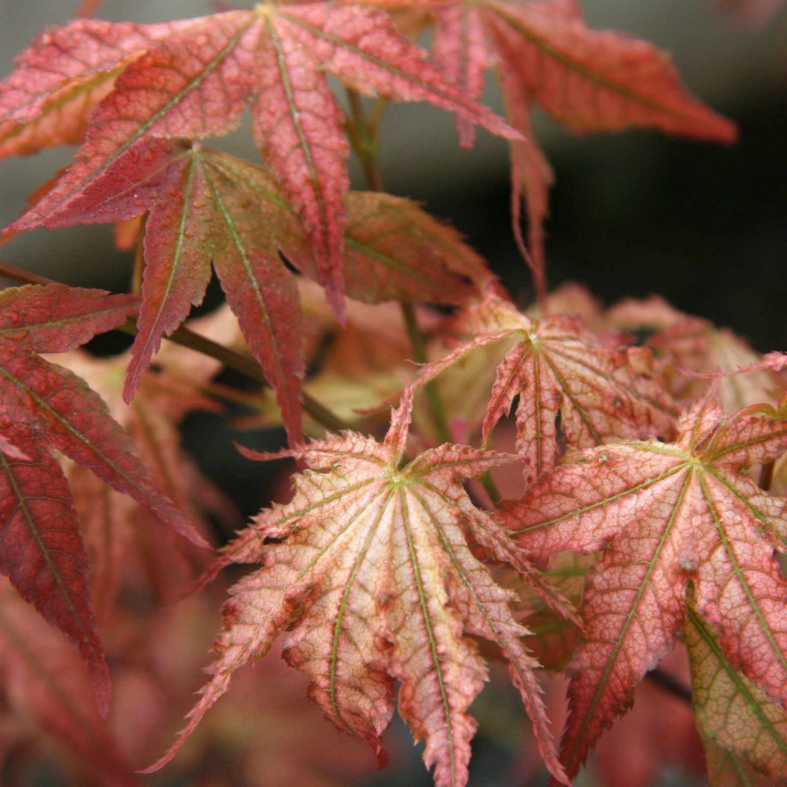 ACER palmatum ‘Como’ en Avril