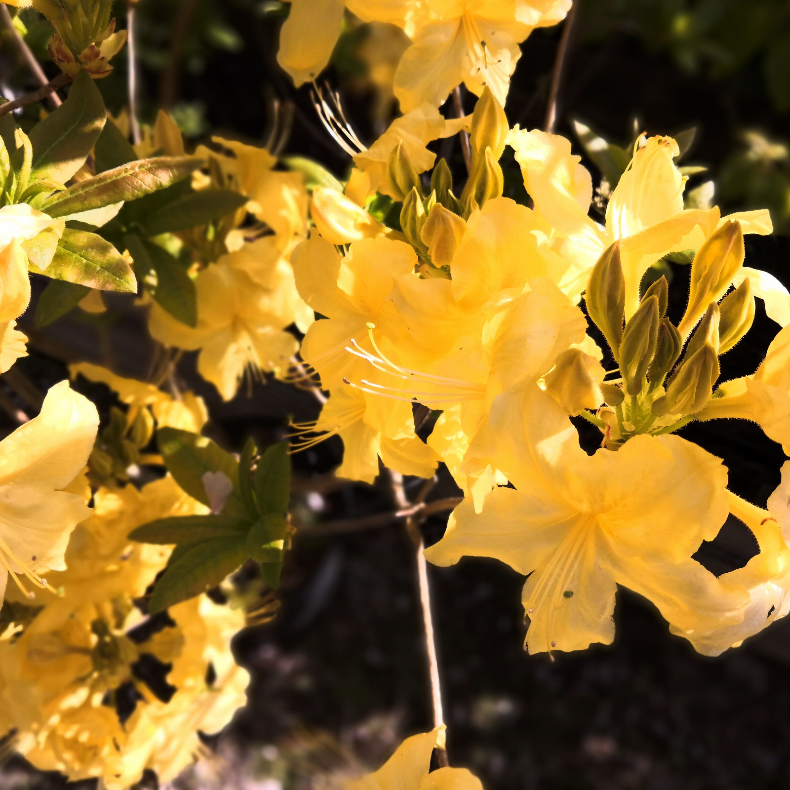 RHODODENDRON ‘Hanneke’ (AZALEA)