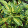 RHODODENDRON ‚President Roosevelt‘ en Septembre