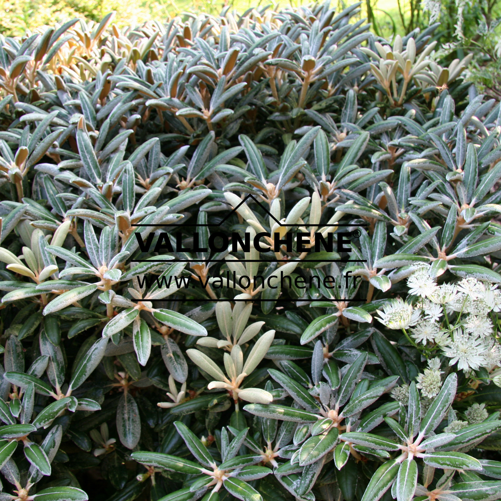 RHODODENDRON yakushimanum en Juillet