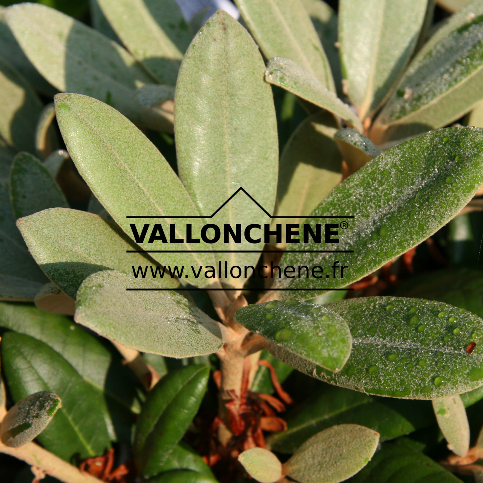 RHODODENDRON yakushimanum en Juillet
