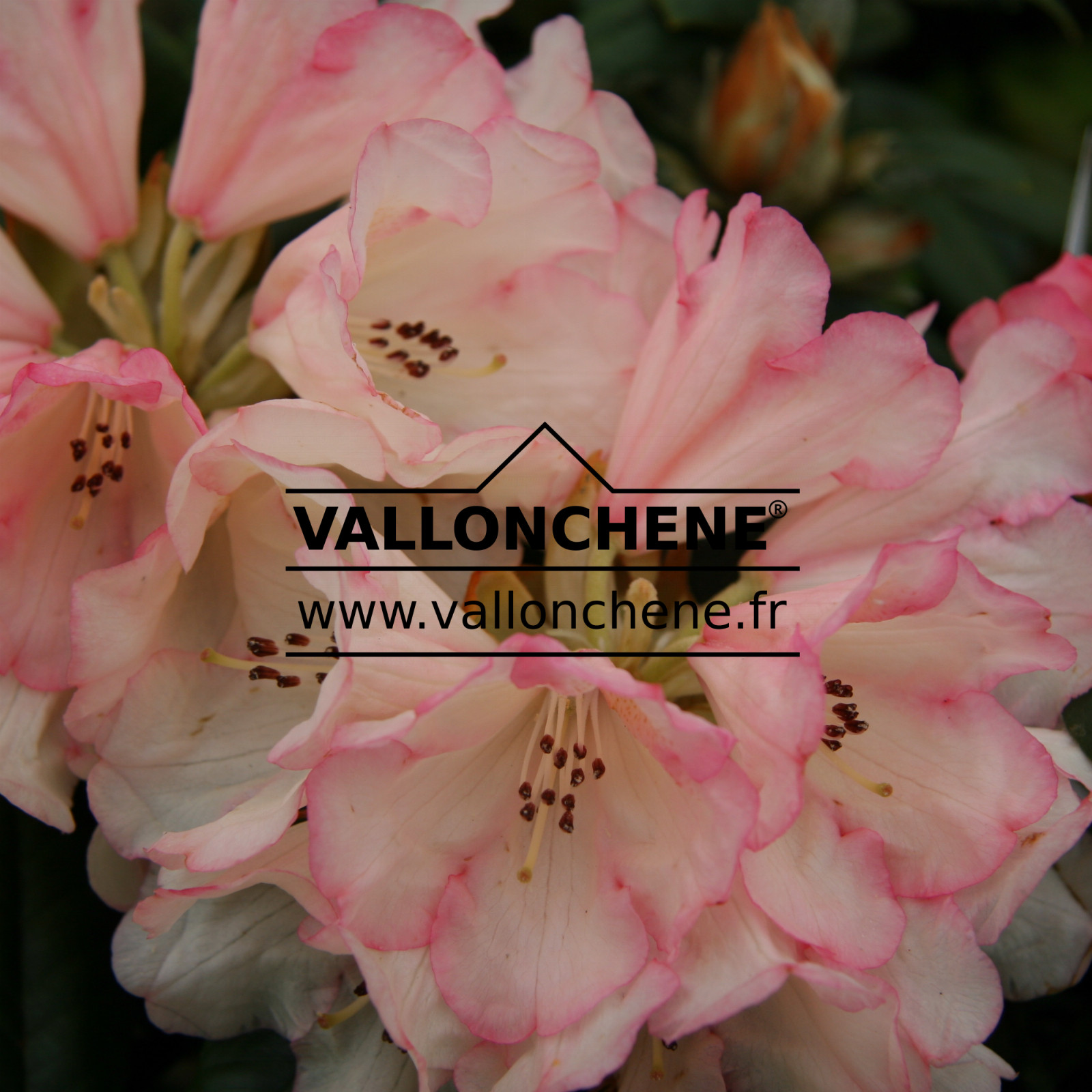 RHODODENDRON yakushimanum ‘Dusty Miller’