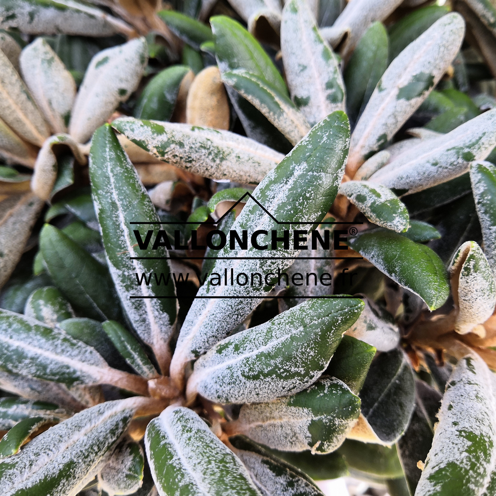 RHODODENDRON yakushimanum ‘Koichiro Wada’ en Septembre