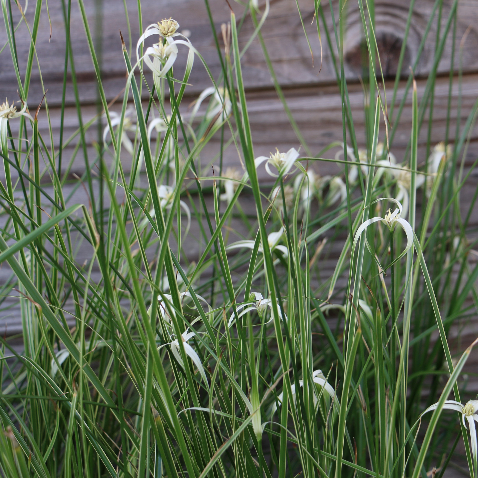 RHYNCHOSPORA colorata en Septembre