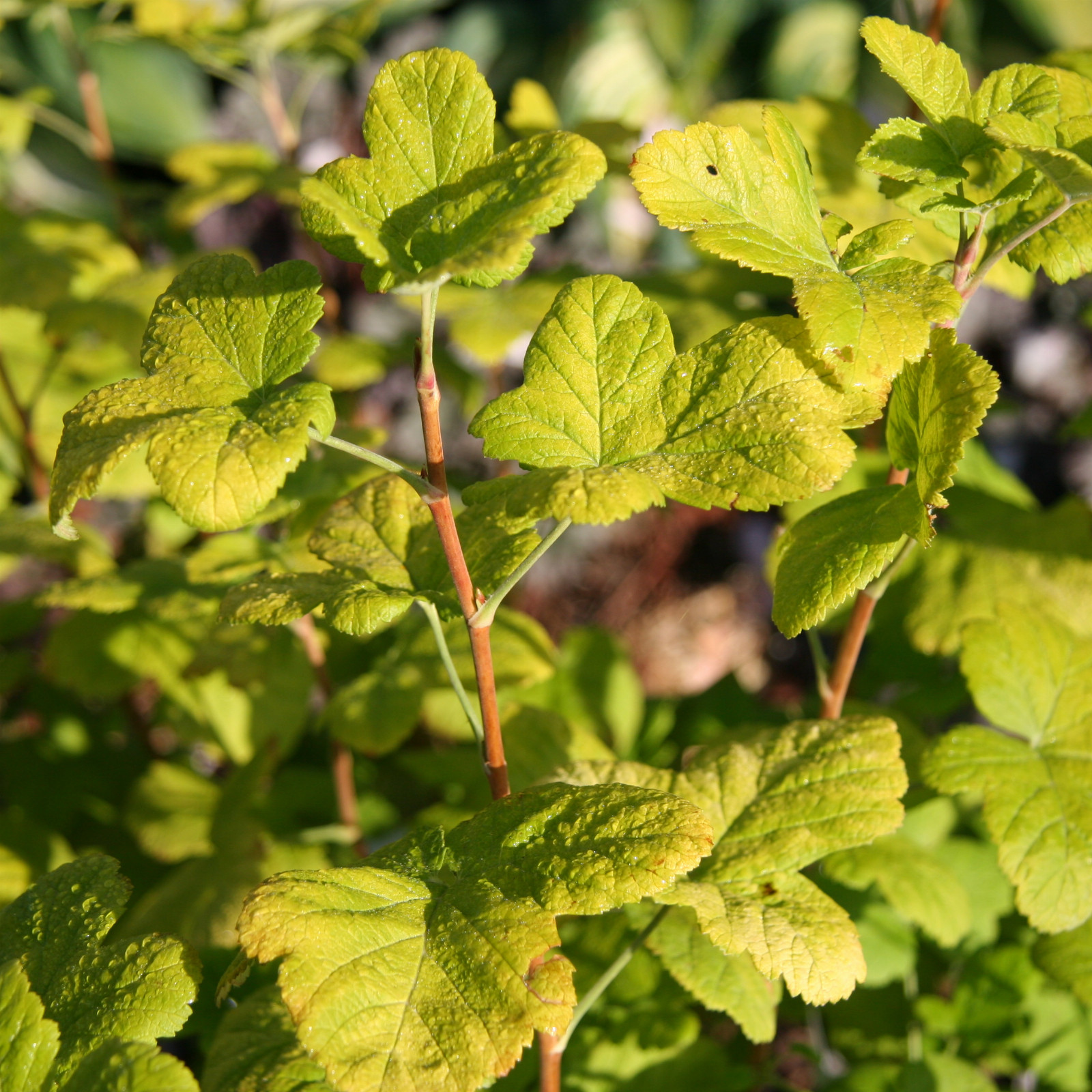 RIBES ‘Brianjou’