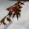 ACER palmatum 'Diana' en Mars