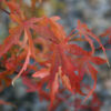 ACER palmatum 'Diana' en Novembre