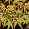 ACER palmatum 'Diana' en Mai