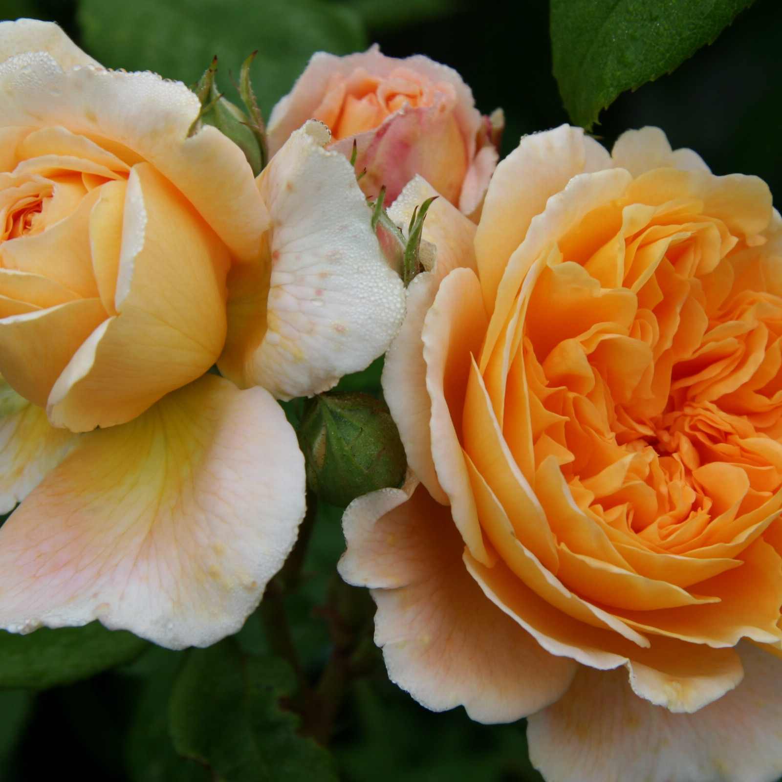 ROSA ‘Crown Princess Margareta’ en Juillet