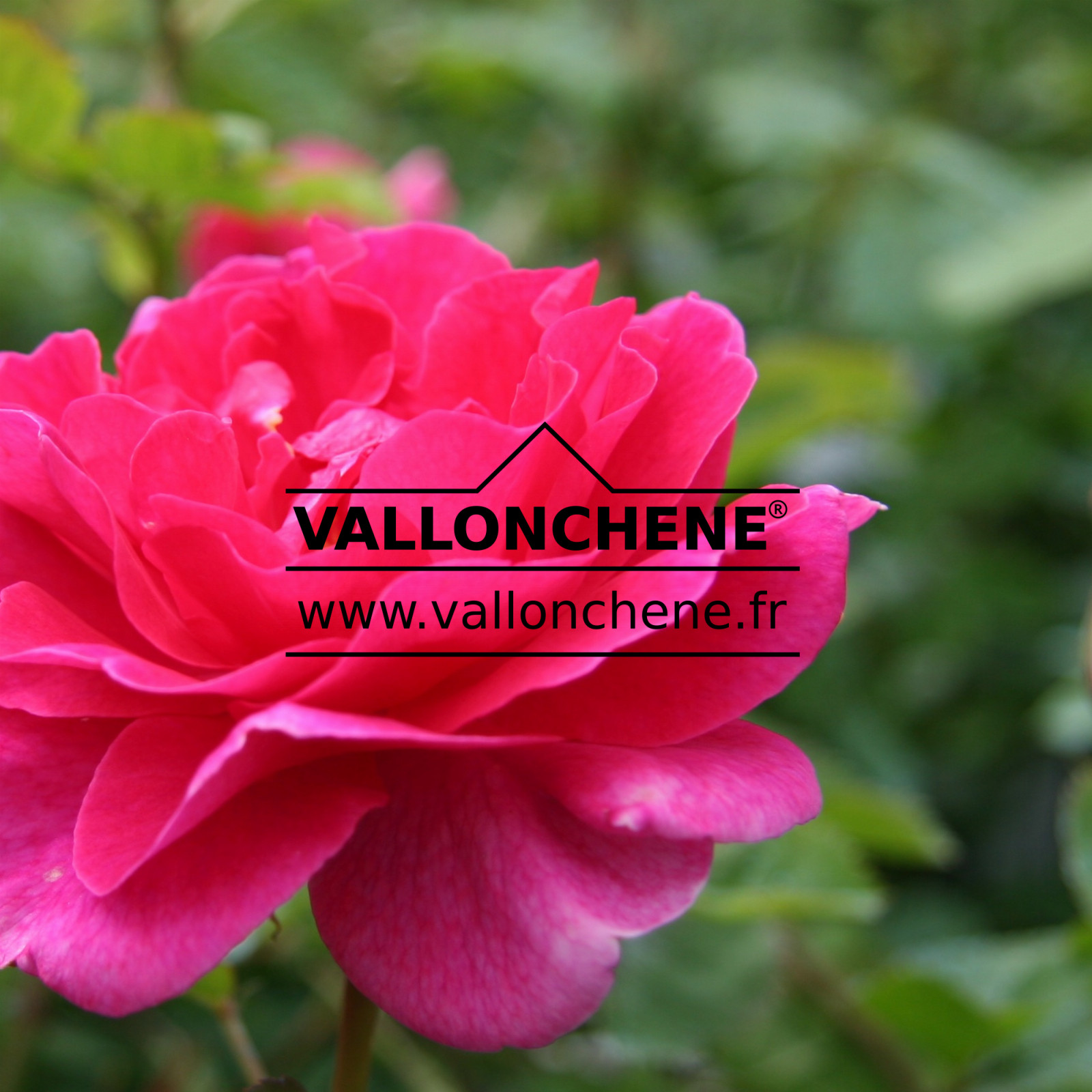 ROSA 'Englands Rose' en Juin