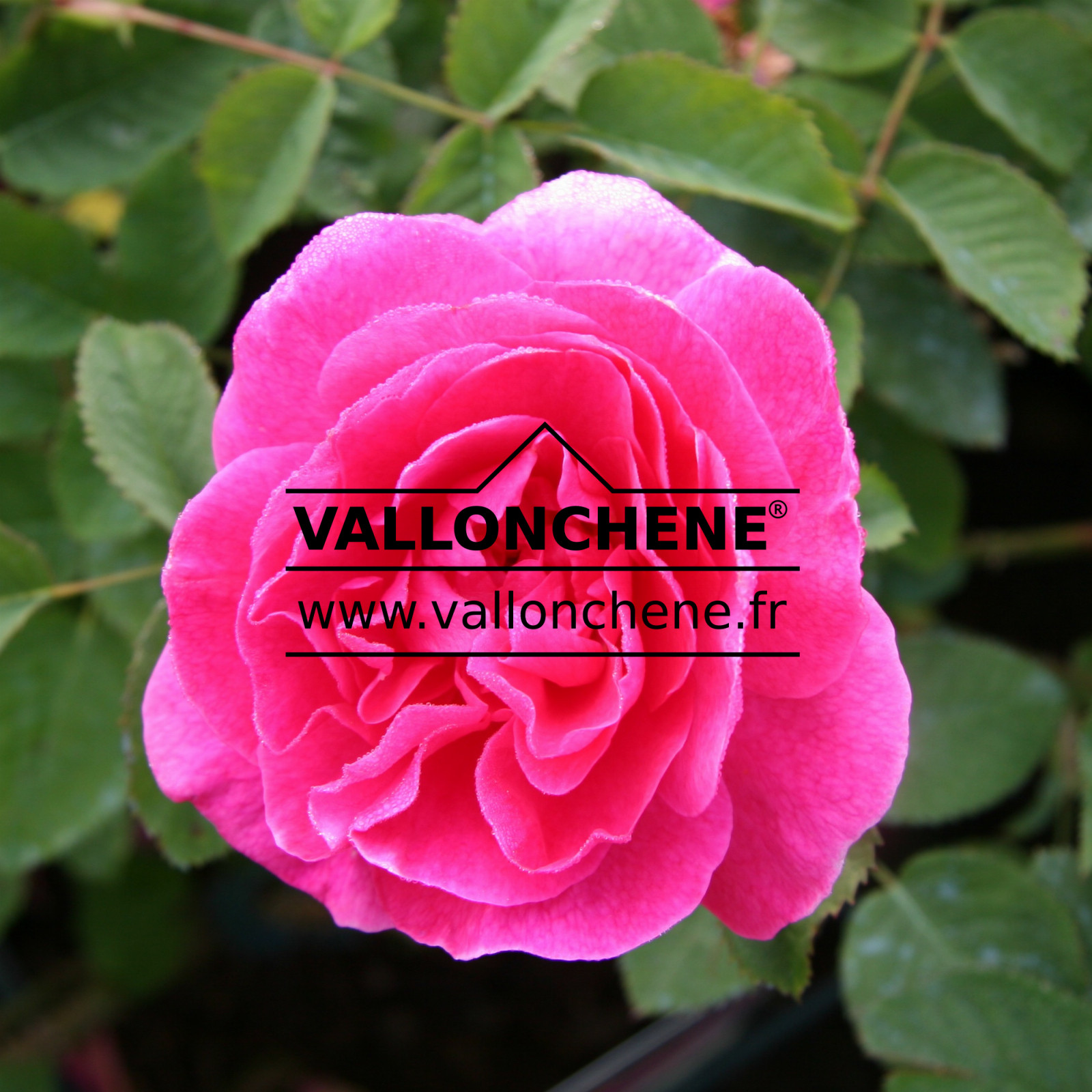 ROSA 'Englands Rose' en Juin