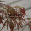 ACER palmatum ‚Dissectum Garnet‘ en Avril