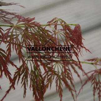 ACER palmatum 'Dissectum Garnet' en Avril