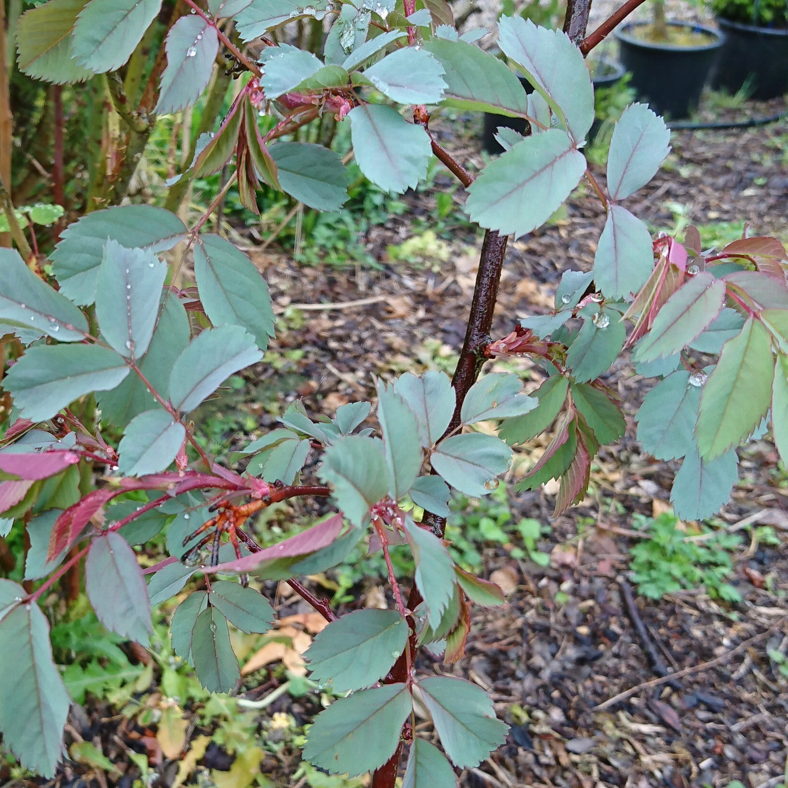 ROSA glauca - rosier à feuilles bleues