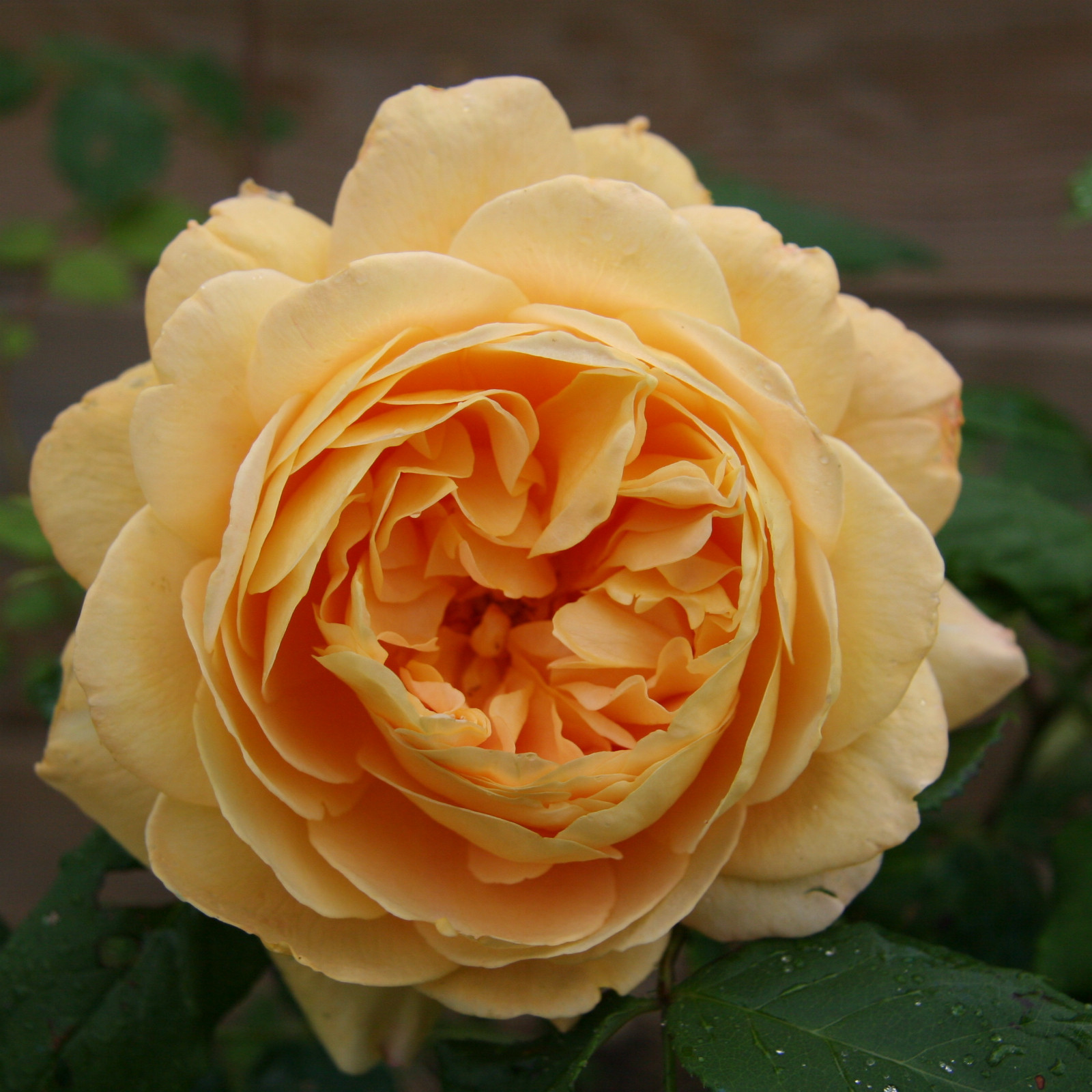 ROSA ‚Golden Celebration‘ en Mai