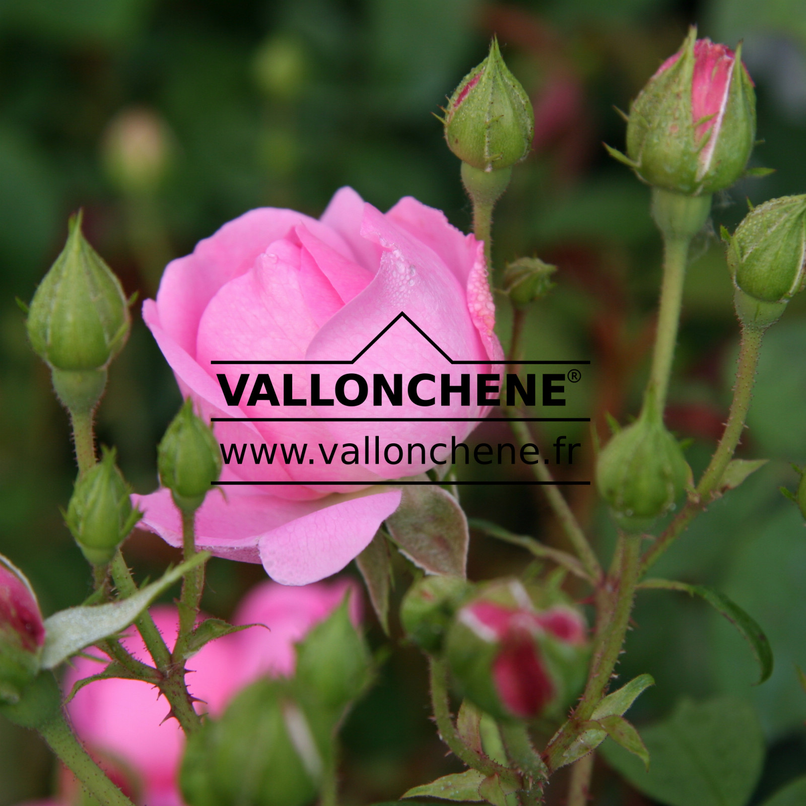 ROSA ‚Harlow Carr‘ en Juin
