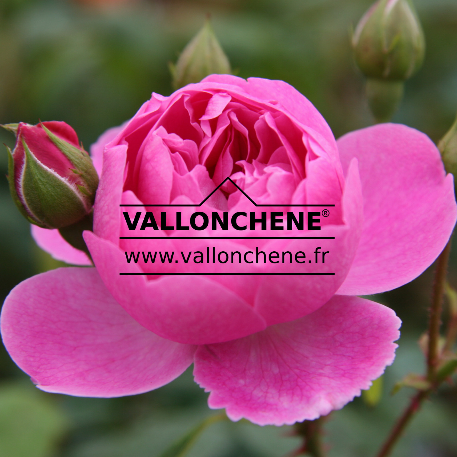 ROSA ‚Harlow Carr‘ en Juin