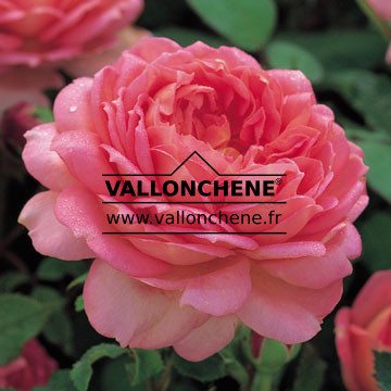 ROSA ‚Jubilee Celebration‘ en Janvier