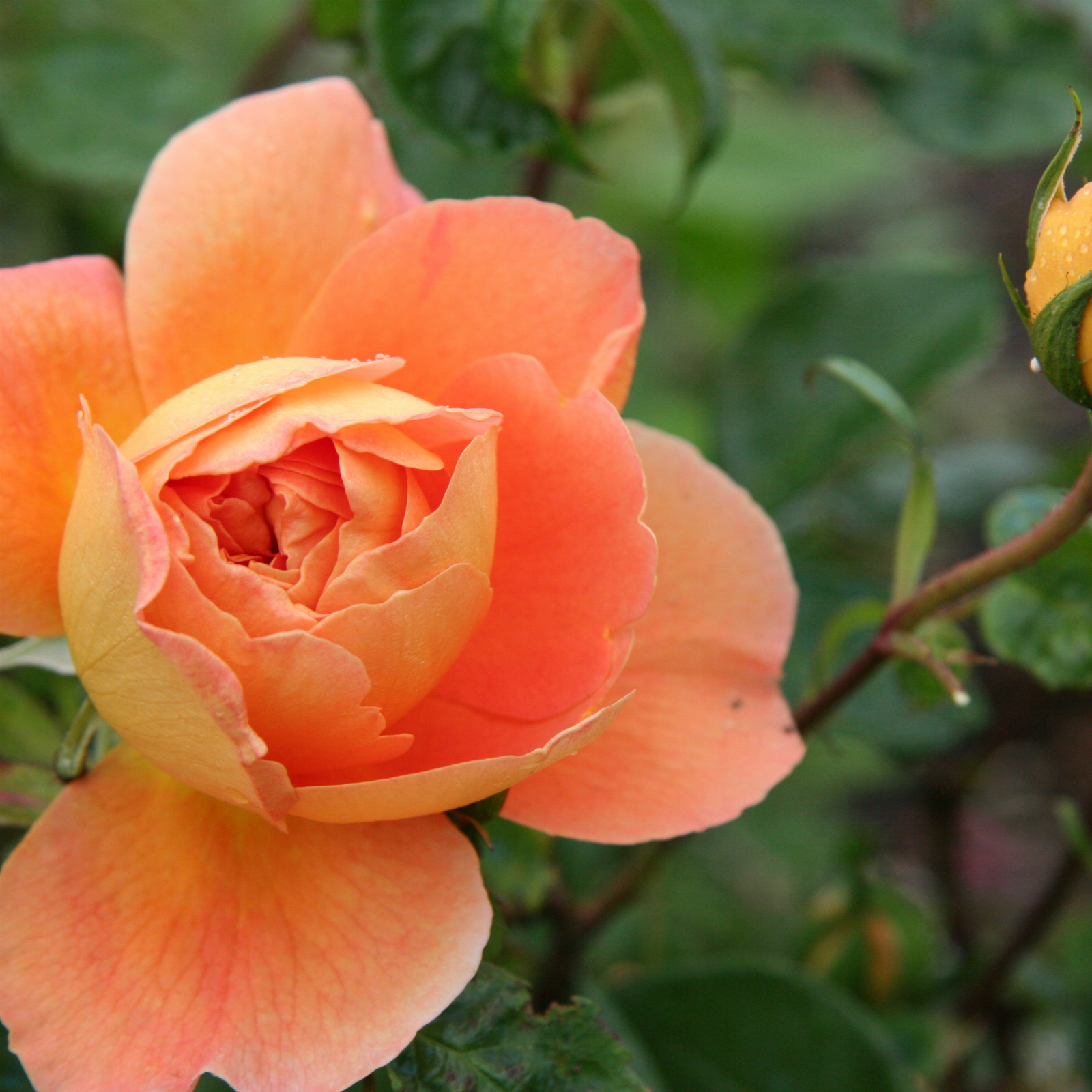 ROSA ‚Pat Austin‘ en Mai