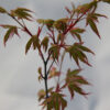 ACER palmatum ‘Ezo Nishiki’ en Mars