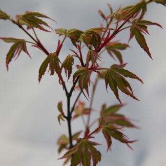 ACER palmatum 'Ezo Nishiki' en Mars