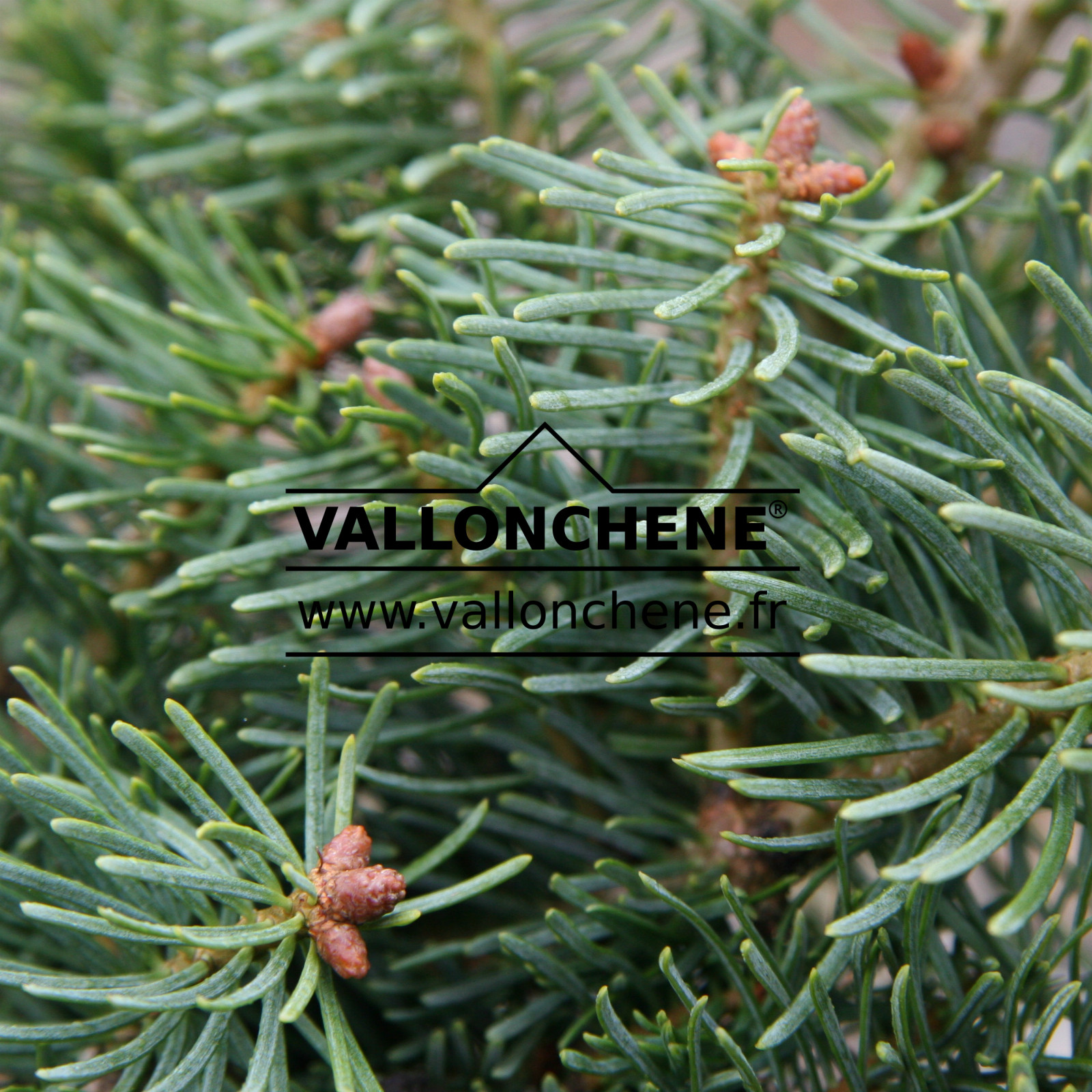 ABIES concolor ‘Osek’ en Novembre