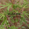 ACER palmatum ‘Ezo Nishiki’ en Mai