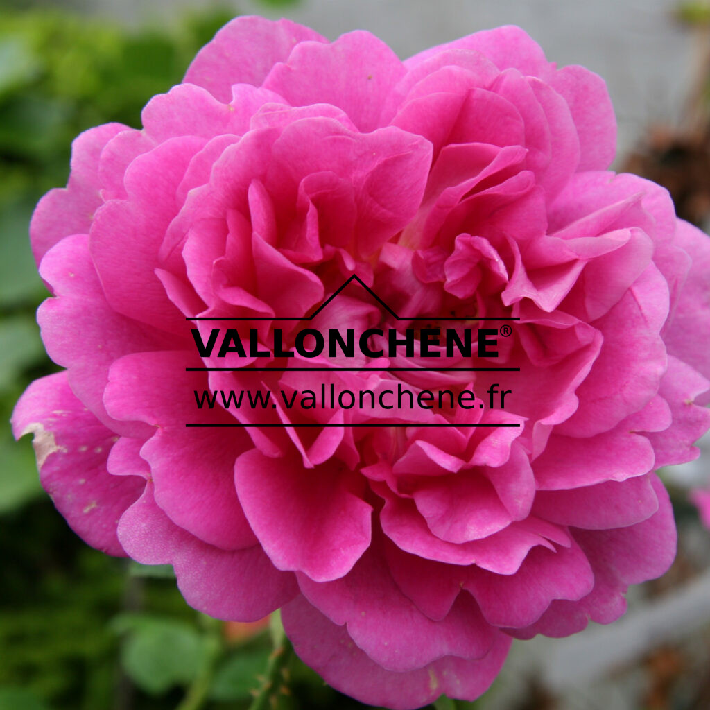 ROSA ‘Princess Anne’ - David Austin rose