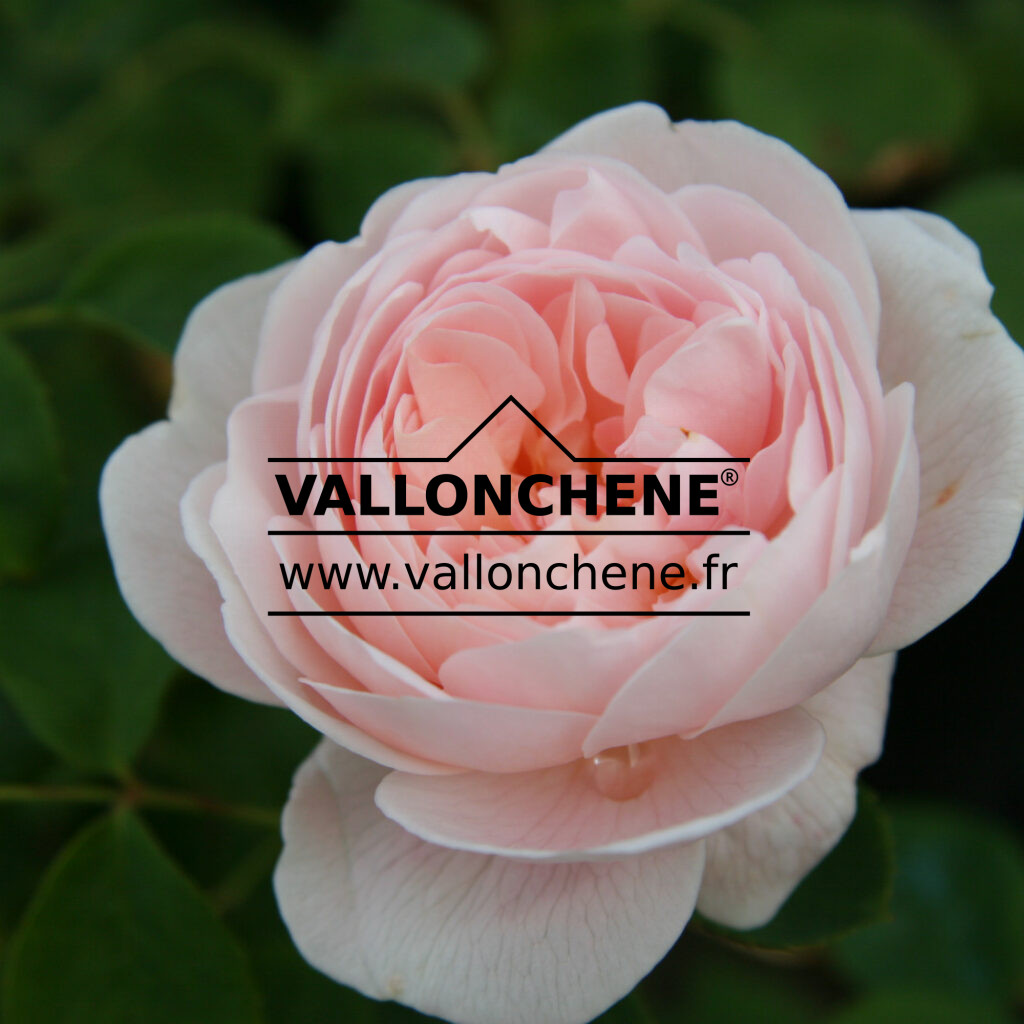 ROSA 'Queen of Sweden' Rosier anglais