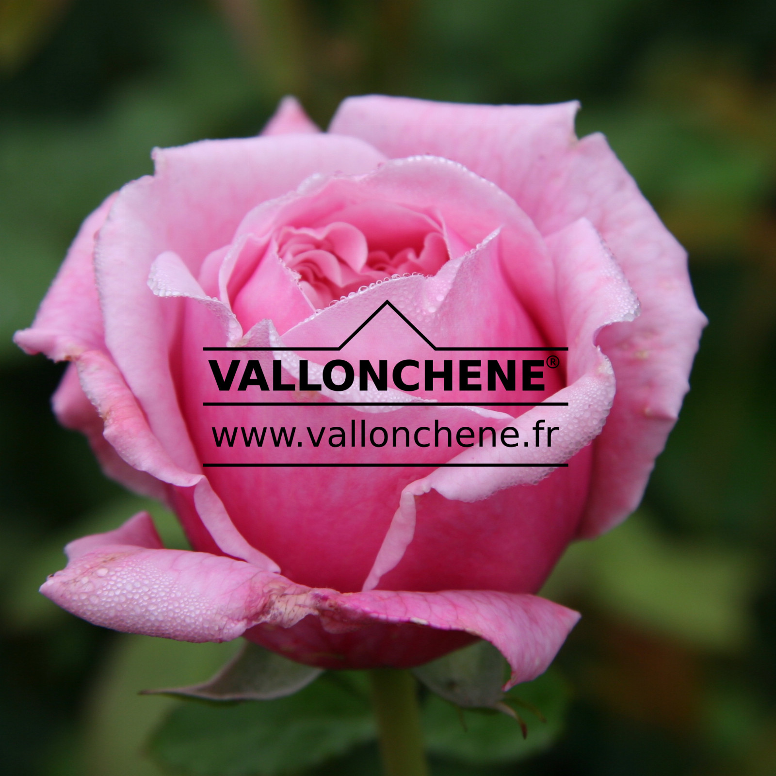 ROSA ‘Spirit of Freedom’ en Juillet