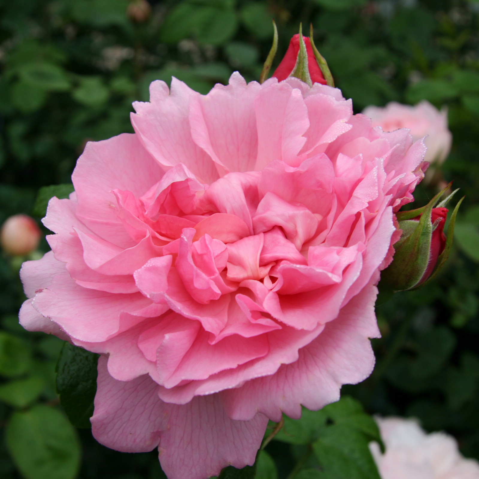 ROSA 'Strawberry Hill' en Juillet