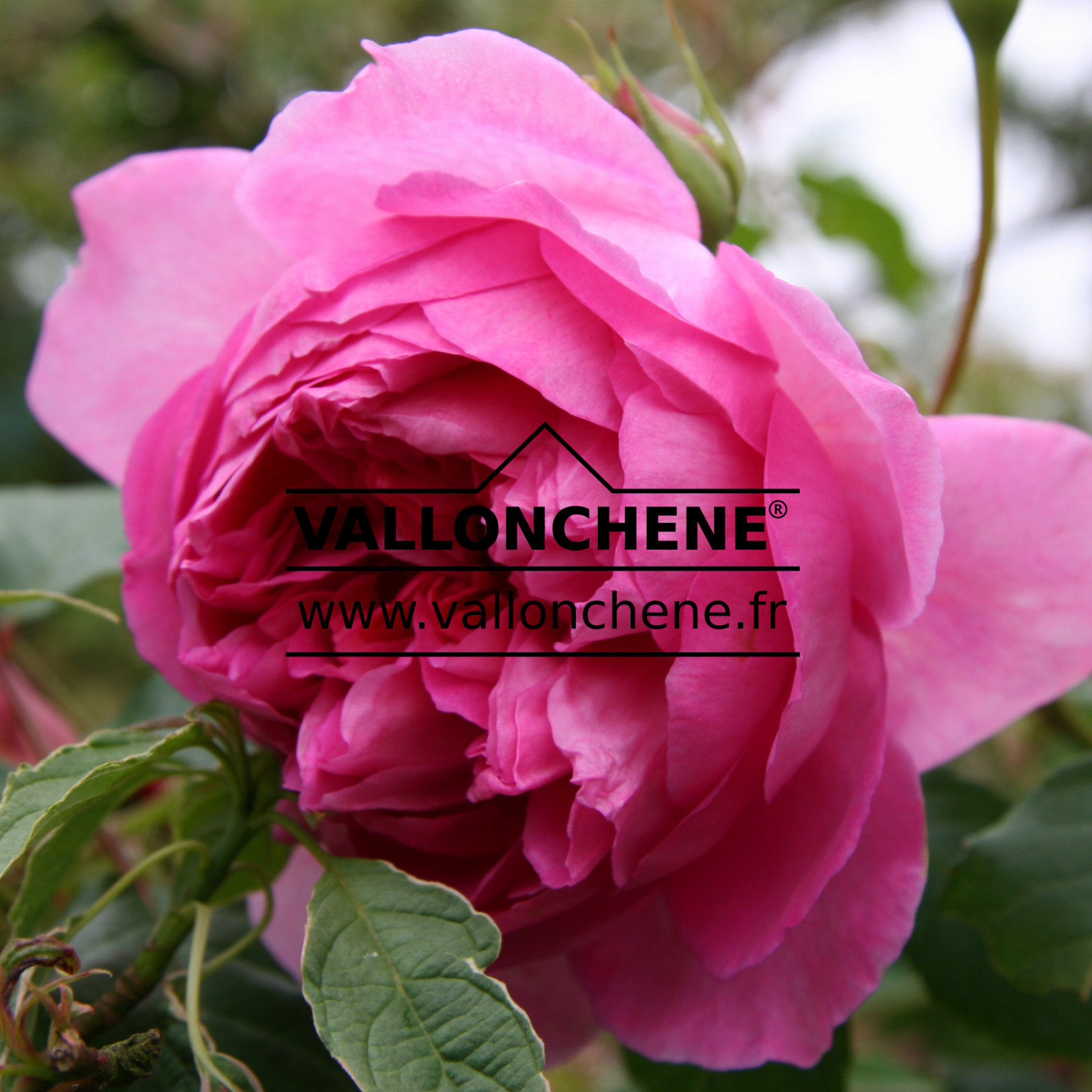 ROSA ‚The Ingenious Mr. Fairchild‘ en Juin