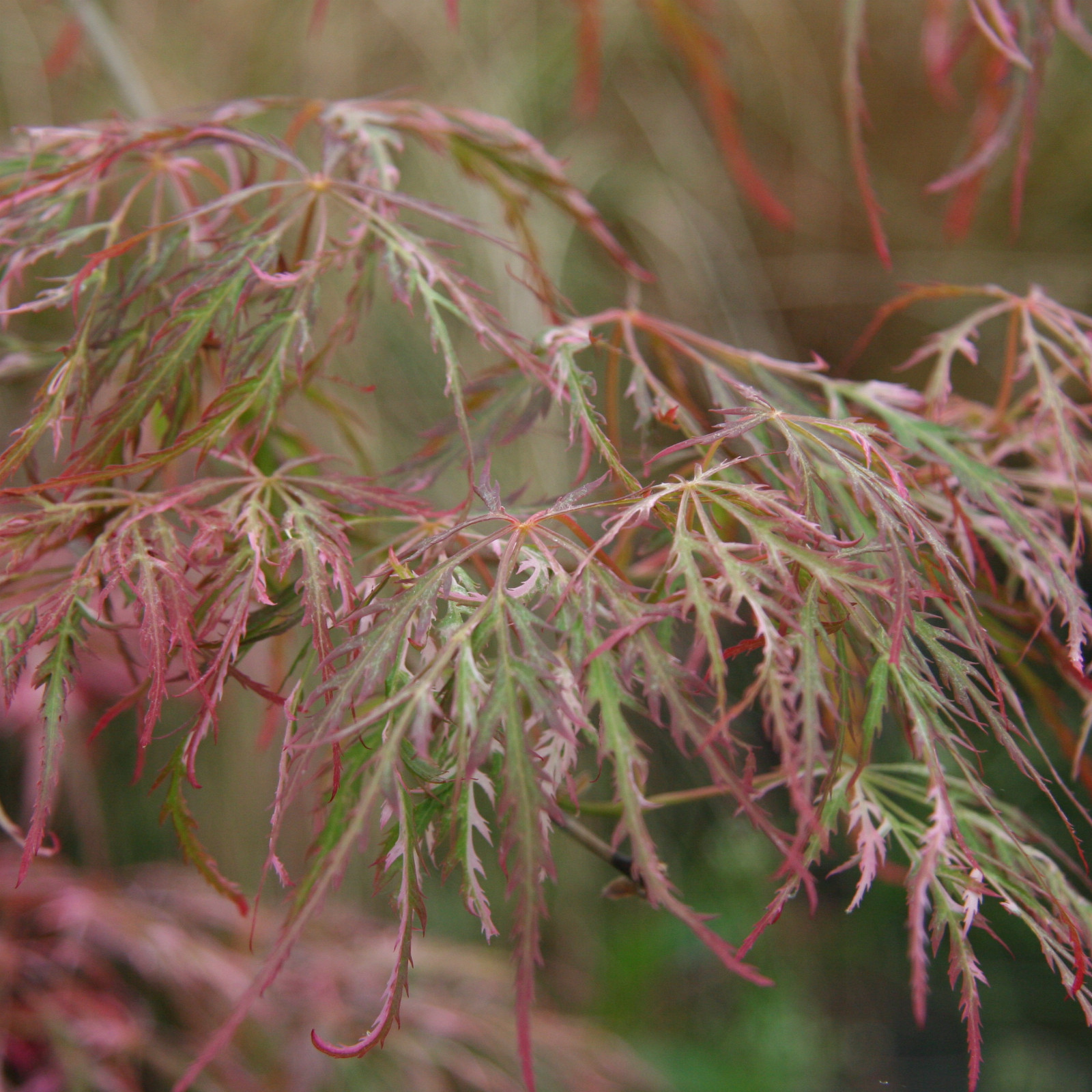 ACER palmatum ‘Hana Matoi’ (R) en Mai