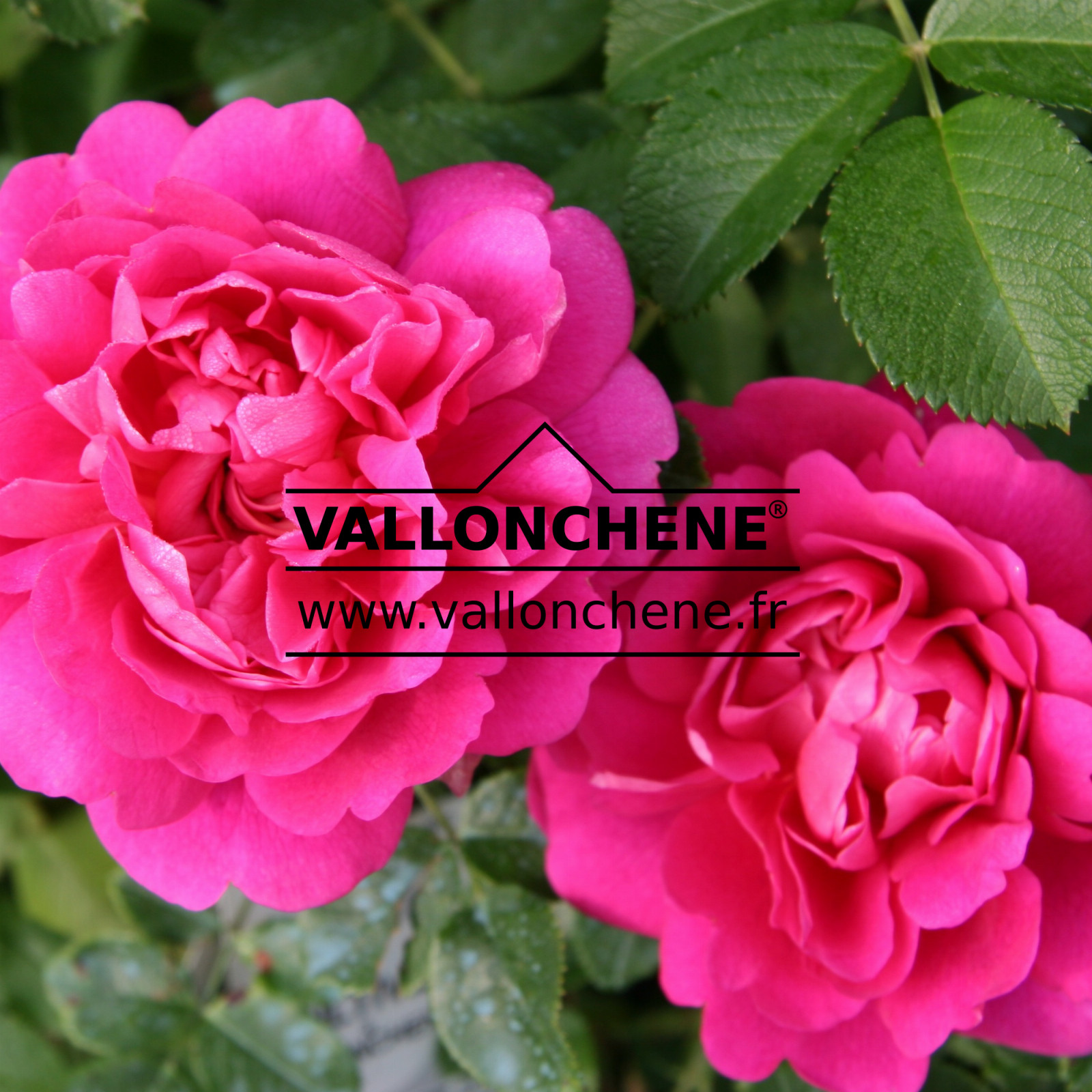 ROSA ‚Wild Eric‘ en Juin