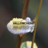 SALIX caprea ‘Kilmarnock’ en Mars