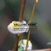 SALIX caprea ‘Kilmarnock’ en Mars