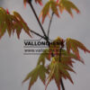 ACER palmatum ‘Higasayama’ en Mars