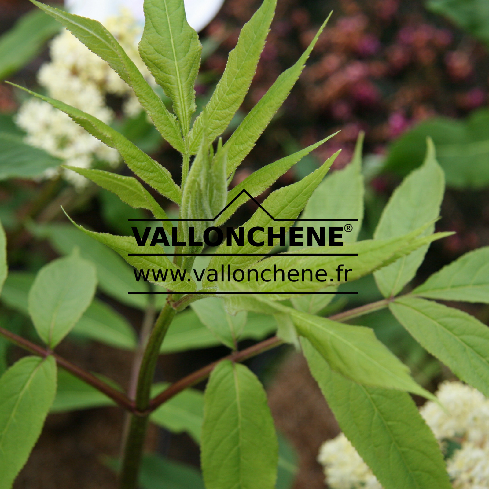 SAMBUCUS callicarpa en Mai