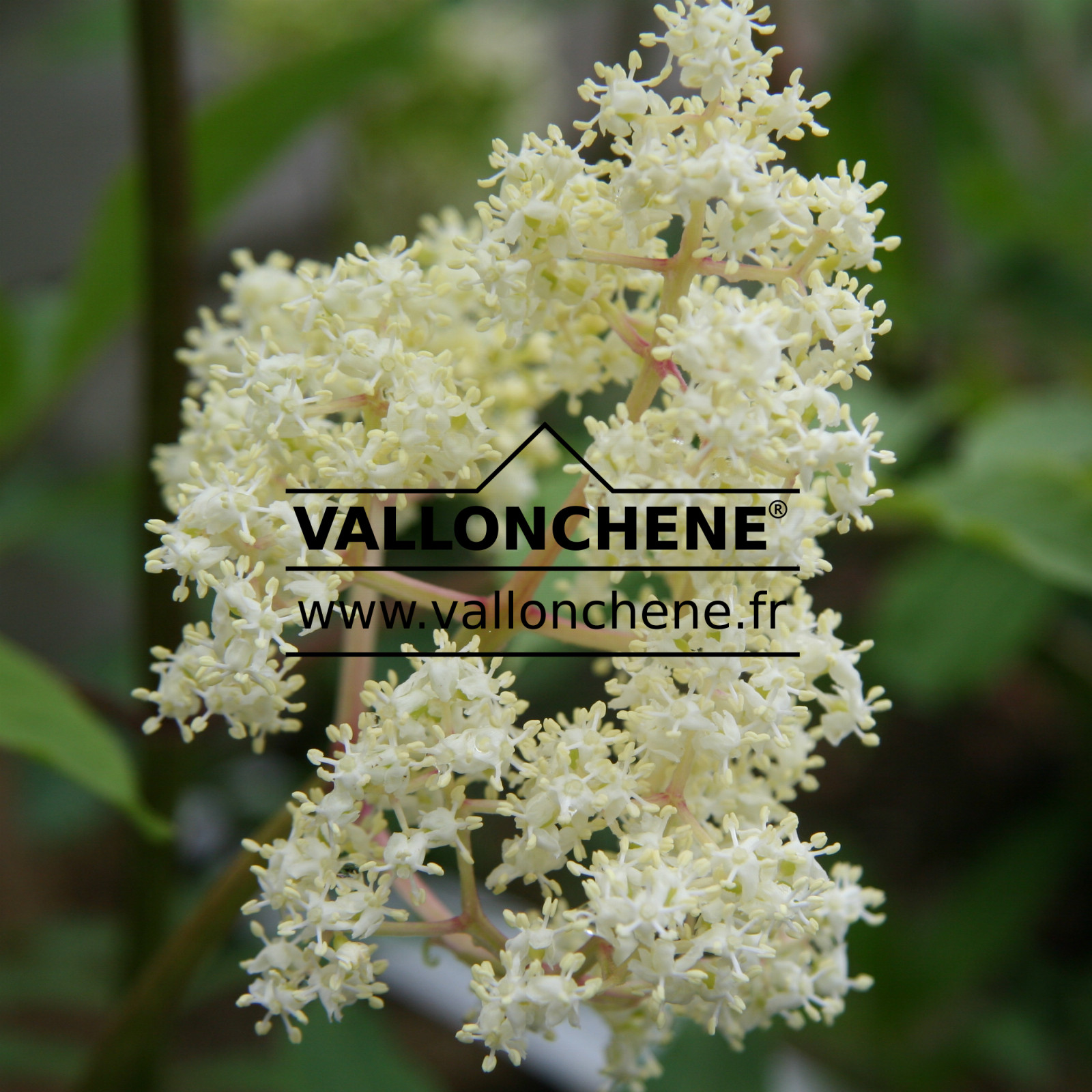 SAMBUCUS callicarpa en Mai