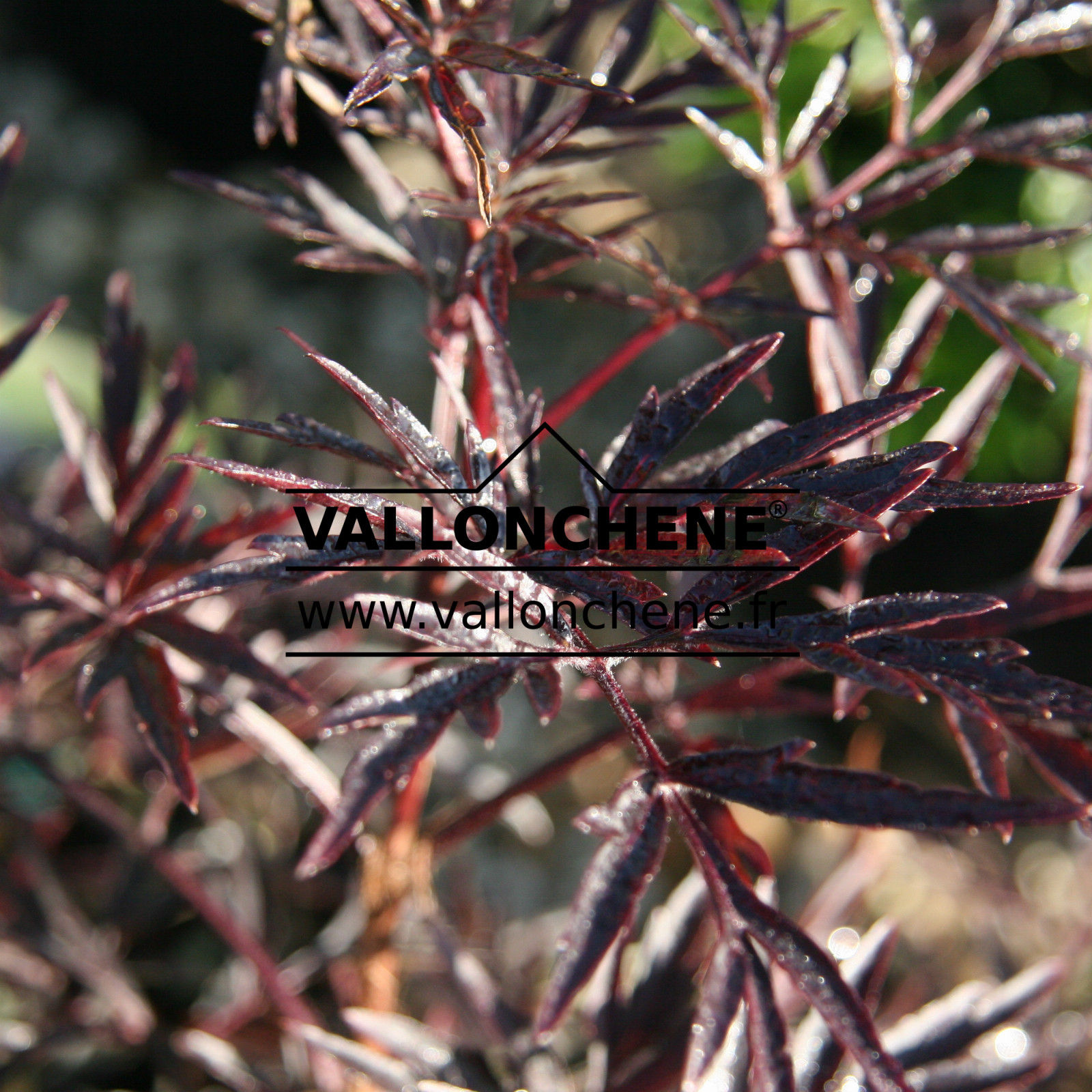 SAMBUCUS nigra ‘Black Lace’ en Août