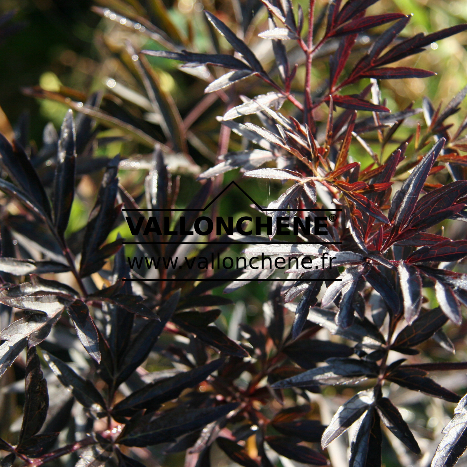 SAMBUCUS nigra ‚Black Lace‘ en Septembre