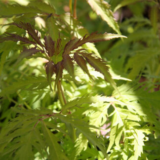 SAMBUCUS racemosa 'Plumosa Aurea' en Mai