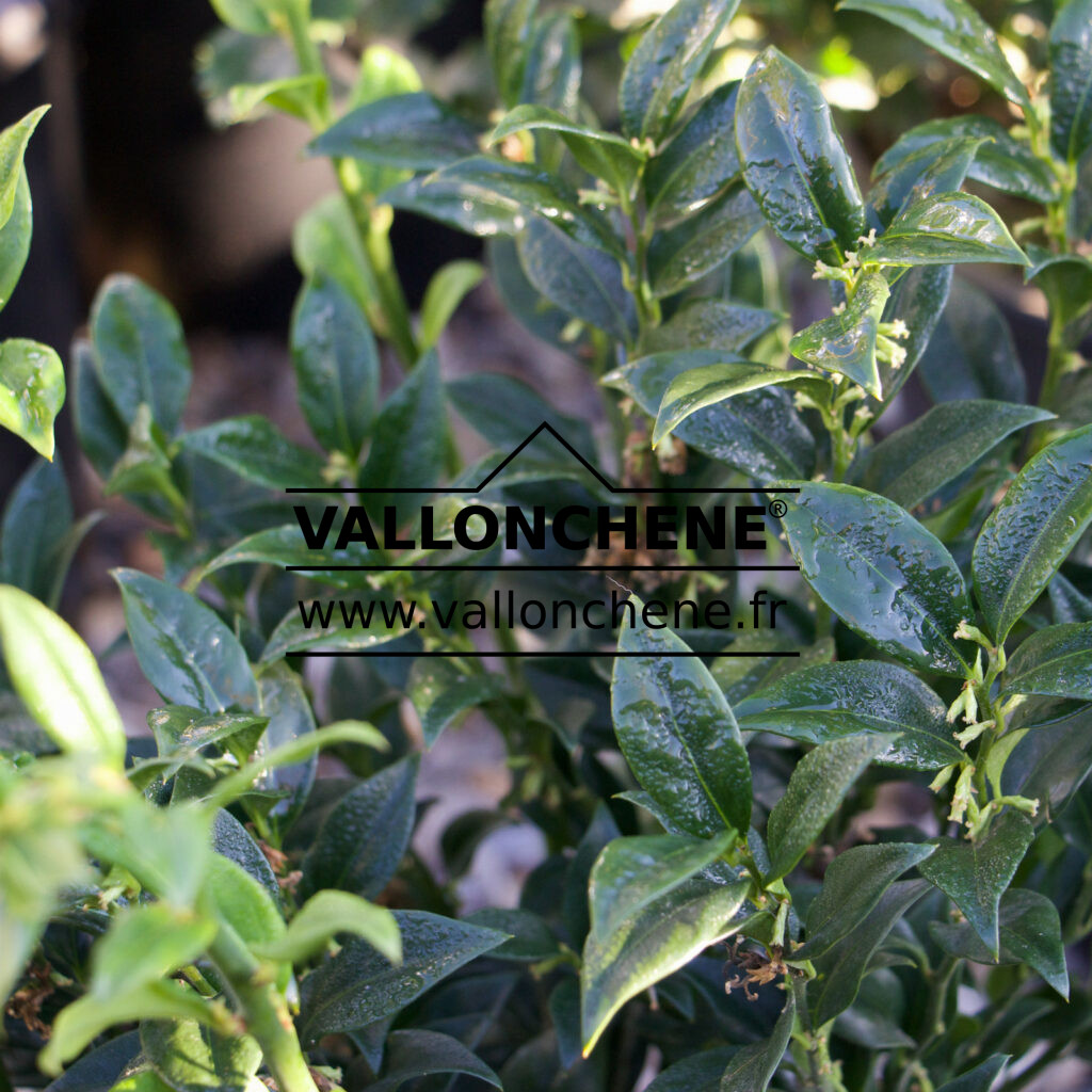 SARCOCOCCA confusa - sweet box