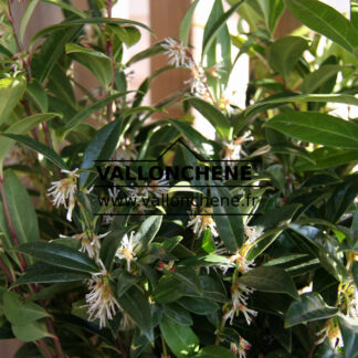 SARCOCOCCA hookeriana var. humilis en Février