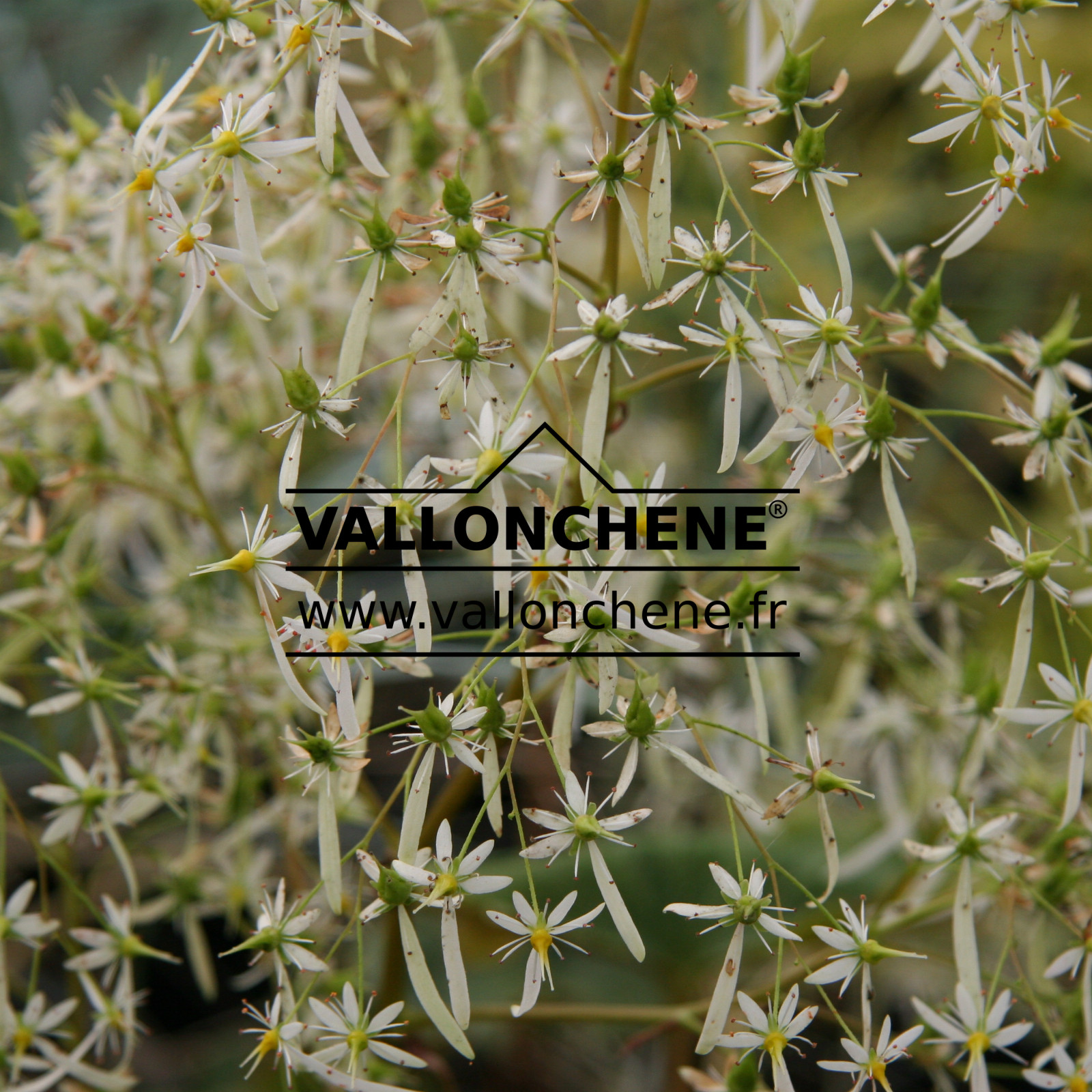 SAXIFRAGA fortunei ‘Wada’ en Octobre