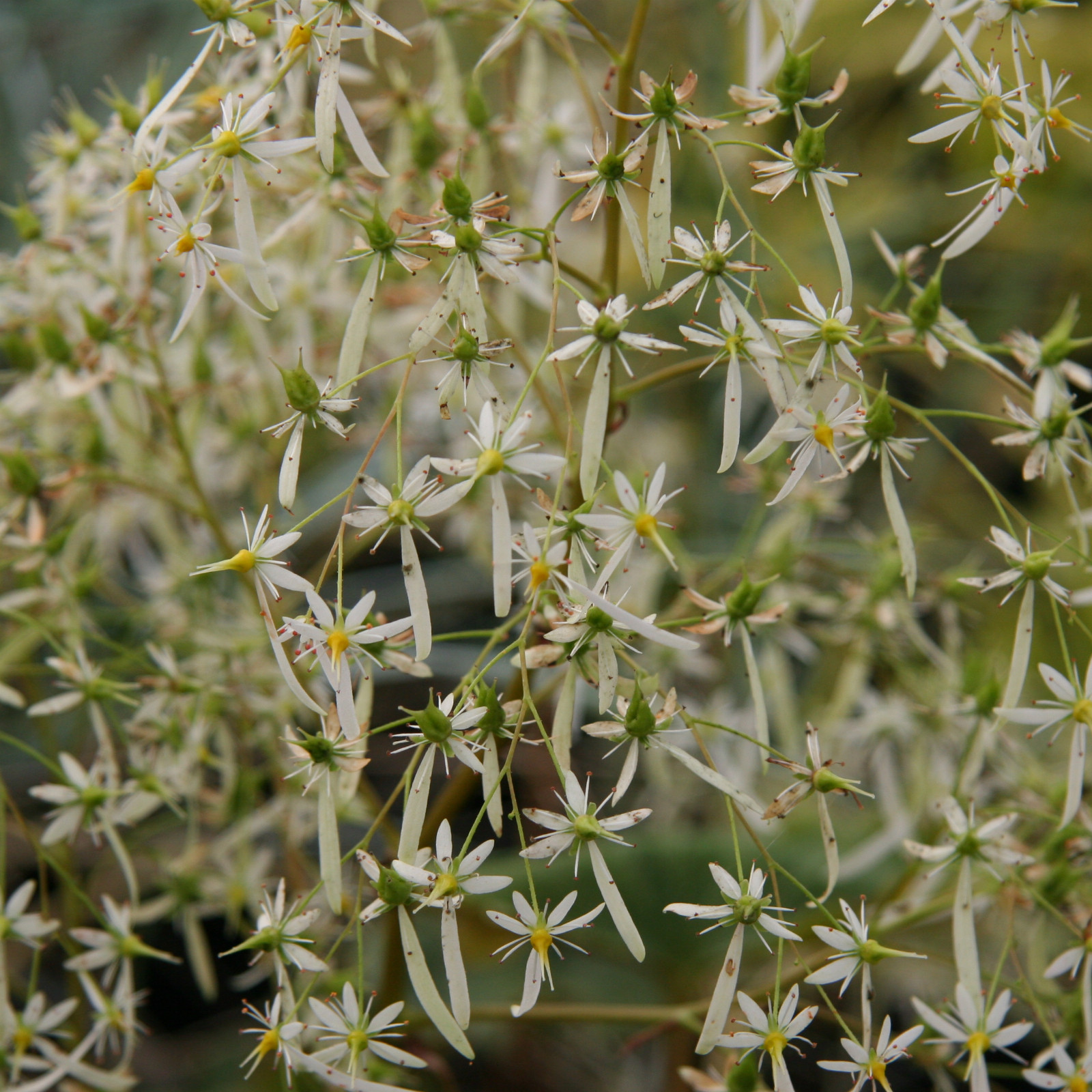 SAXIFRAGA fortunei 'Wada' en Octobre