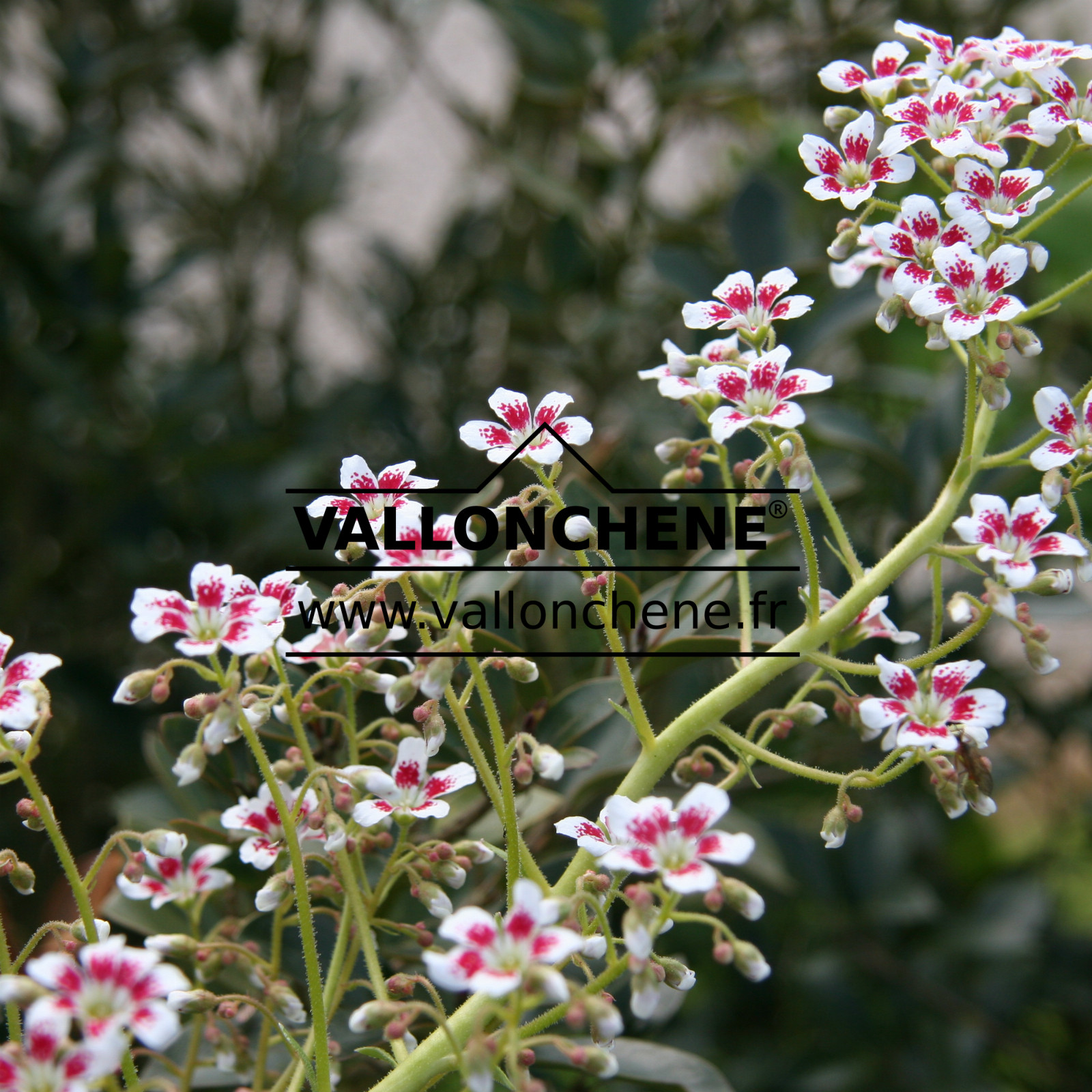 SAXIFRAGA southside seedling en Mai