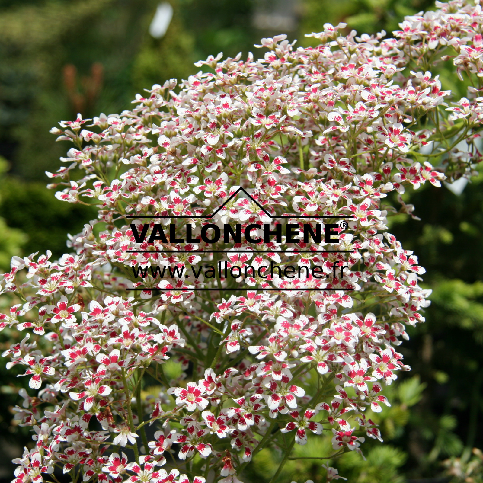 SAXIFRAGA southside seedling en Juin