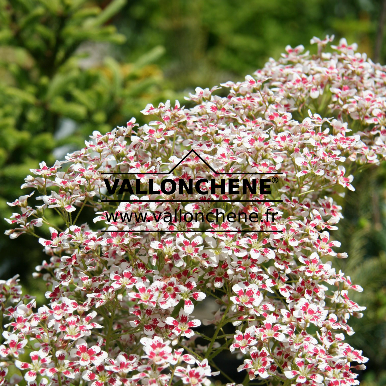 SAXIFRAGA southside seedling en Juin
